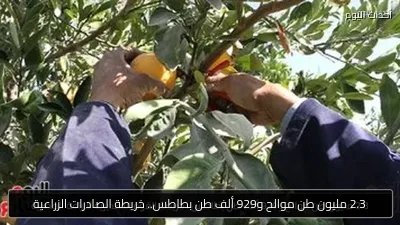 2.3 مليون طن موالح و929 ألف طن بطاطس.. خريطة الصادرات الزراعية