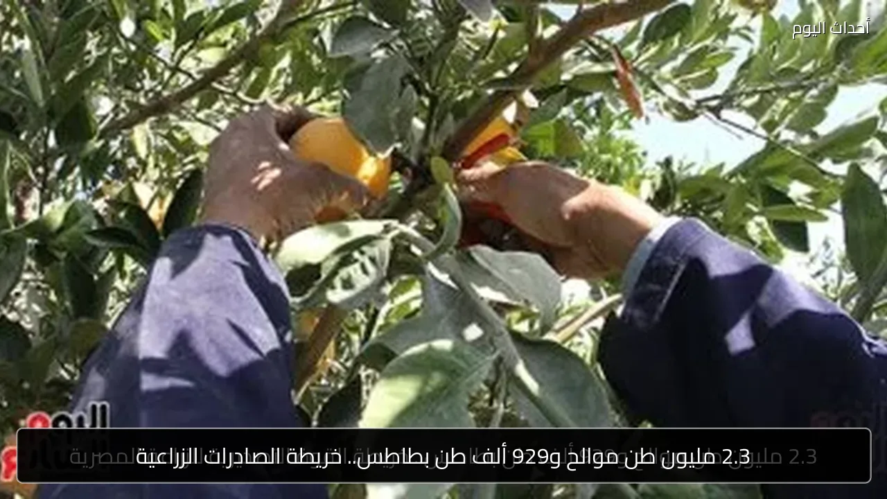2.3 مليون طن موالح و929 ألف طن بطاطس.. خريطة الصادرات الزراعية