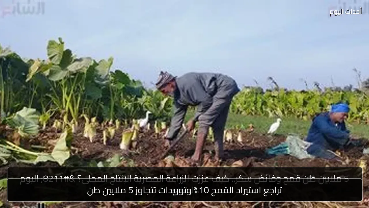 تراجع استيراد القمح 10% وتوريدات تتجاوز 5 ملايين طن