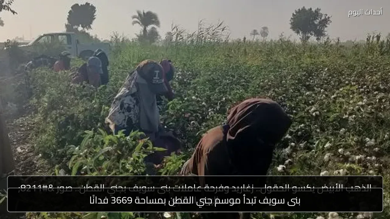 بنى سويف تبدأ موسم جني القطن بمساحة 3669 فدانًا