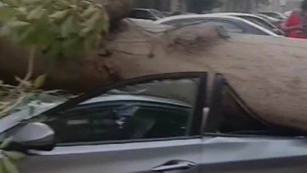 سقوط شجرة ضخمة يسبب ازدحاماً مرورياً ويثير الذعر في الكيت كات