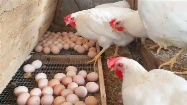 أسعار الدواجن والبيض تشهد انخفاضًا بقيمة 5 جنيهات اليوم الأربعاء في الأسواق