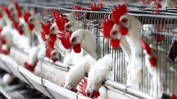 أسعار الدواجن تشهد انخفاضًا جديدًا في الأسواق اليوم