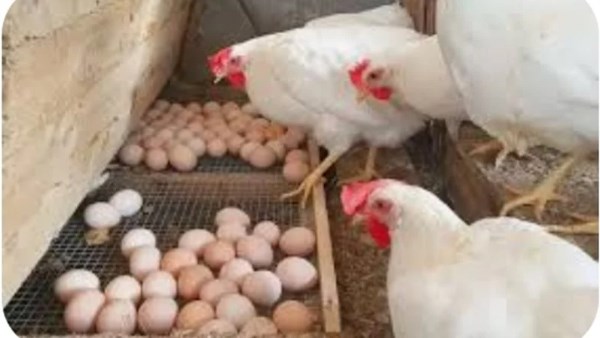 أسعار الدواجن في الأسواق اليوم، الاثنين 13 أكتوبر 2025