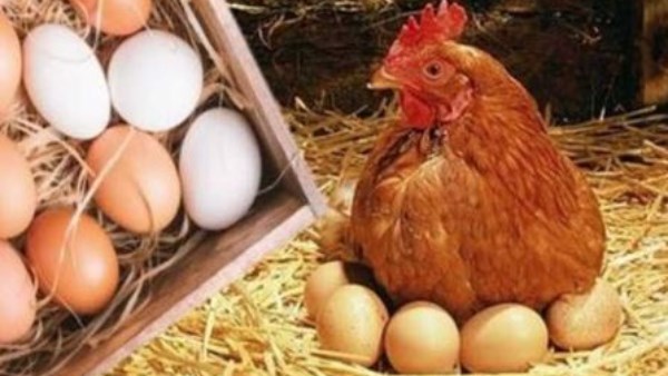 أسعار الدواجن والبانيه تشهد تراجعاً اليوم الثلاثاء: تعرف على سعر الكيلو