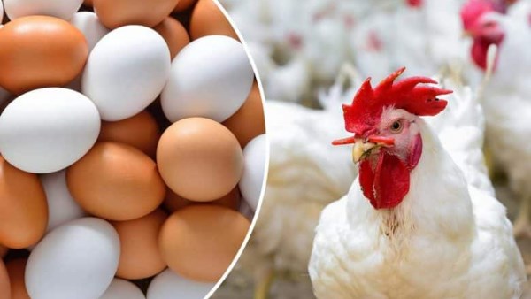 أسعار الدواجن والبيض اليوم الثلاثاء 14 أكتوبر 2025