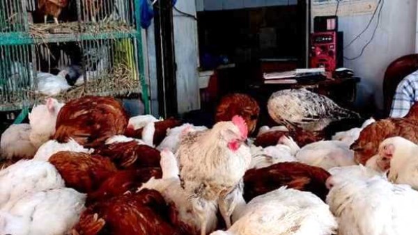 أسعار الدواجن والطيور والبيض اليوم الخميس 16 أكتوبر 2025