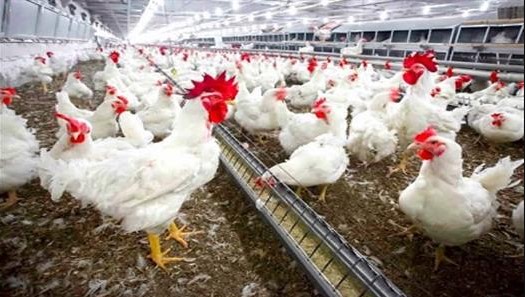 فرحة للمستهلك .. تراجع سعر الفراخ البيضاء اليوم الثلاثاء 21 أكتوبر 2025