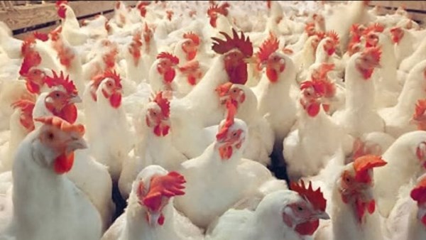 استقرار نسبي لأسعار الدواجن والطيور مع الحفاظ على توازن أسعار البيض