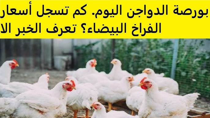 اسعار الدواجن اليوم الاحد 19-10-2025 في البورصة والأسواق