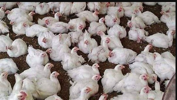 أسعار الدواجن والبيض اليوم في الأسواق المحلية وبورصة الدواجن