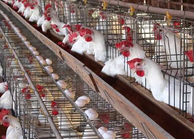 الكيــلو بعد الاستقرار؟؟ بورصة الدواجن اليوم أسعار الفراخ البيضاء 23 أكتوبر 2025