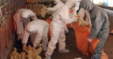 المجر تعلن عن تفشٍ جديد لأنفلونزا الطيور عالية الخطورة وإعدام 20 ألف بطة كإجراء احترازي