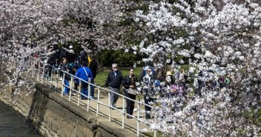 اليابان تقدم 250 شجرة كرز هدية إلى واشنطن بمناسبة الذكرى الـ250 لتأسيس الولايات المتحدة