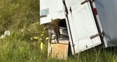 انقلاب شاحنة يؤدي إلى هروب قرود مختبرية في ولاية ميسيسيبي: تفاصيل الحادث بالفيديو