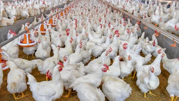 بورصة الدواجن اليوم أسعار الفراخ البيضاء الأربعاء 22-10-2025 في الأسواق