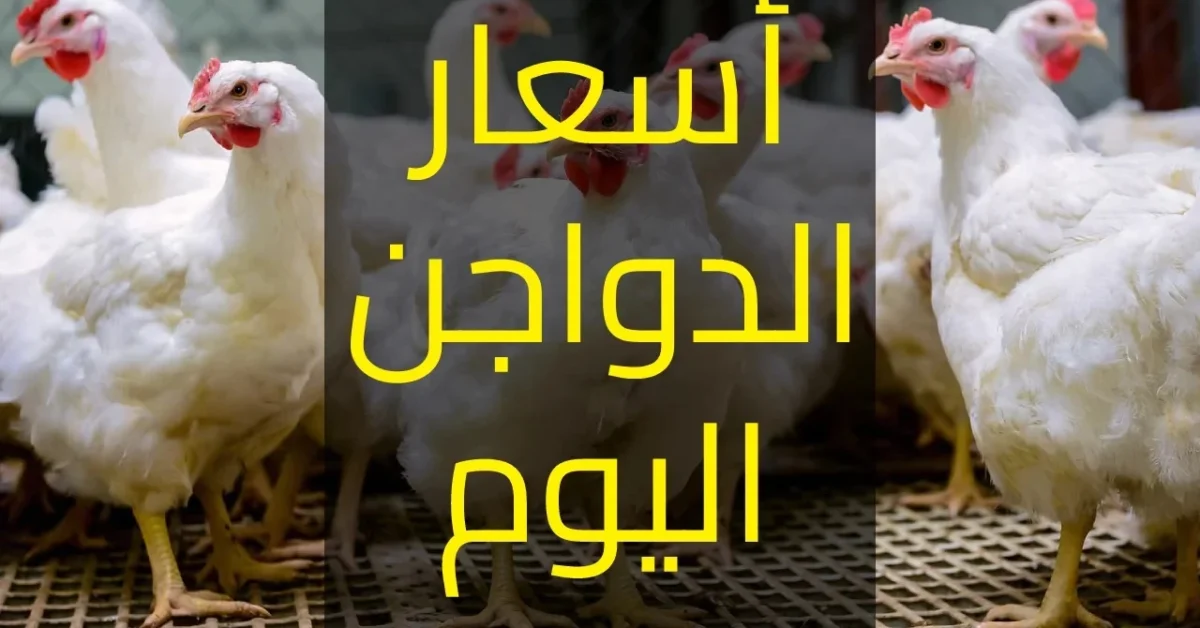 بورصة الدواجن اليوم أسعار الفراخ البيضاء اليوم الأثنين 2025/10/20 وفي الأسواق المصرية