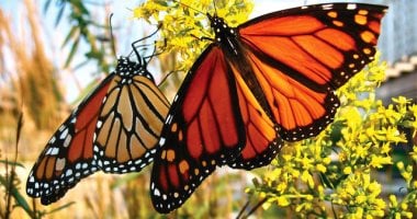 تحذير بيئي: تراجع الغابات في البرازيل يهدد جمال الفراشات وألوانها الزاهية