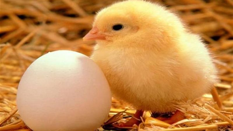 الآن .. سعر الكتكوت الابيض عمر يوم اليوم الثلاثاء 21 أكتوبر 2025 في الشركات