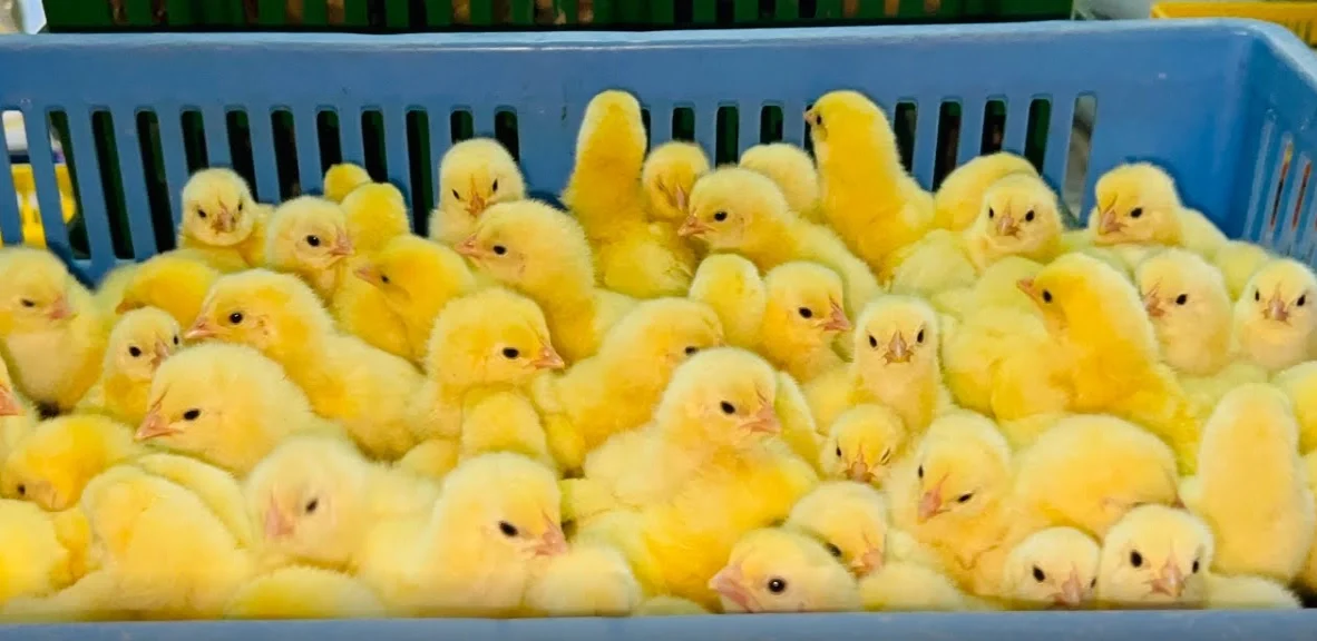 سعر الكتكوت اليوم الثلاثاء 28 أكتوبر 2025 في الأسواق والشركات سيذهلك