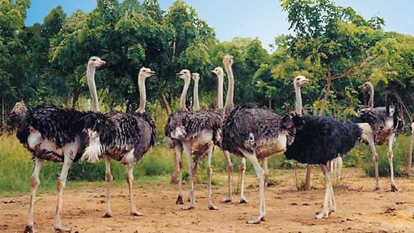 شخص يتهم جاره بتربية نعام وزواحف في حديقة منزله بحدائق الأهرام