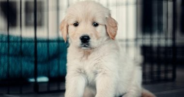 محكمة العدل الأوروبية تصنف الحيوانات الأليفة كأمتعة خلال الرحلات الجوية