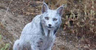 مصور يوثق لحظات نادرة لظهور أول وشق أيبيري أبيض في العالم.. فيديو وصور مدهشة