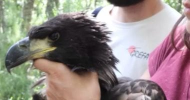 نسر البحر الأوروبي يستعيد مكانه في سماء إسبانيا بعد غيابٍ دام أكثر من قرن