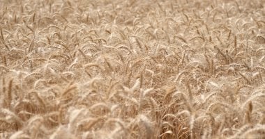 بعد انقطاع دام 30 عاماً: وصول أول قطار روسي محملاً بالقمح إلى أرمينيا