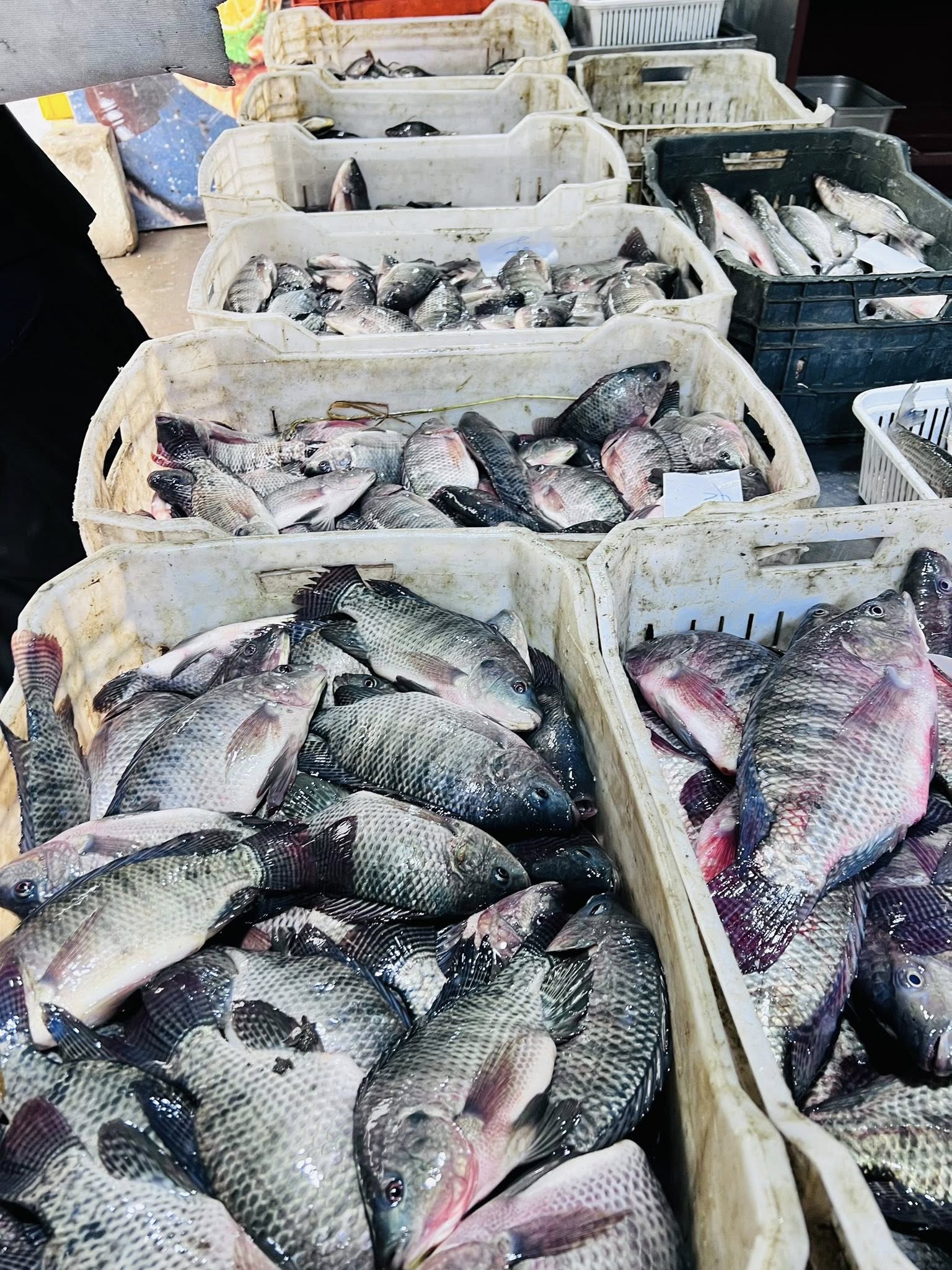 تنوع أسماك كفر الشيخ