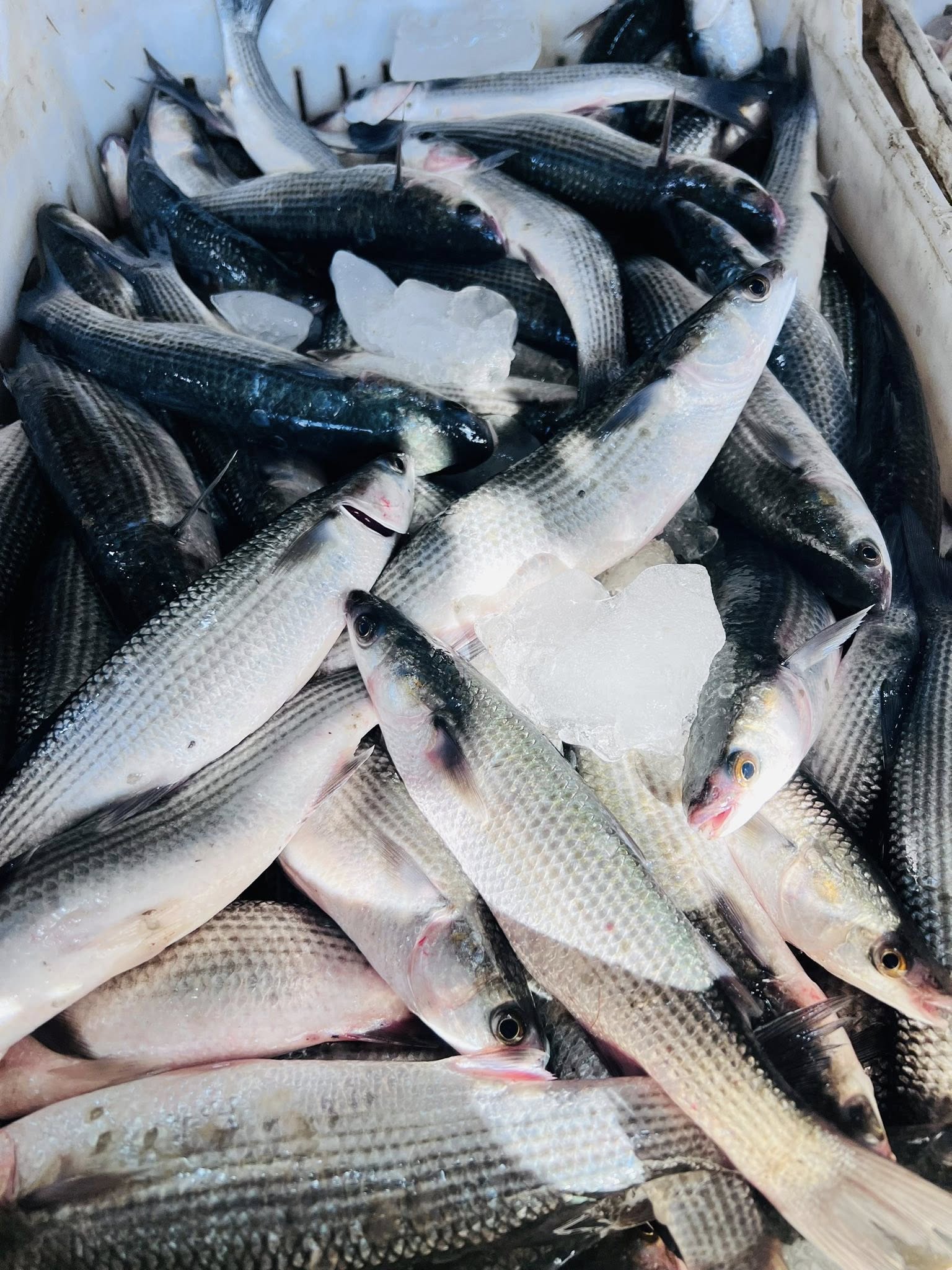 سمك بوري صغير