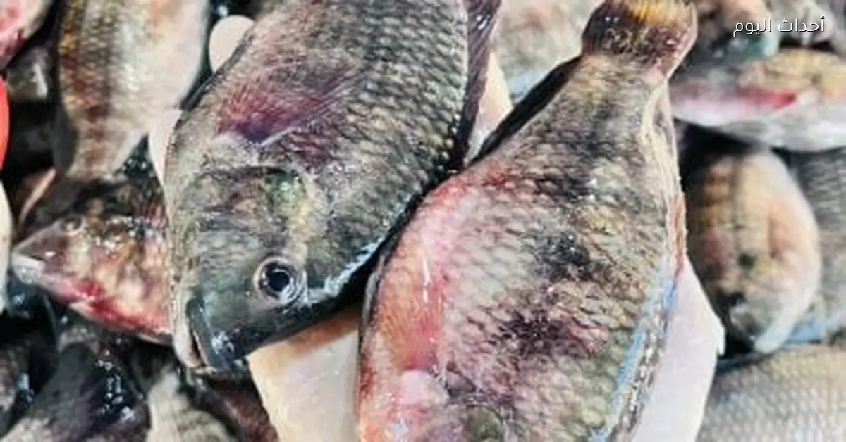أسعار الأسماك في كفر الشيخ: البلطى بـ50 جنيها الخميس 25 ديسمبر 2025