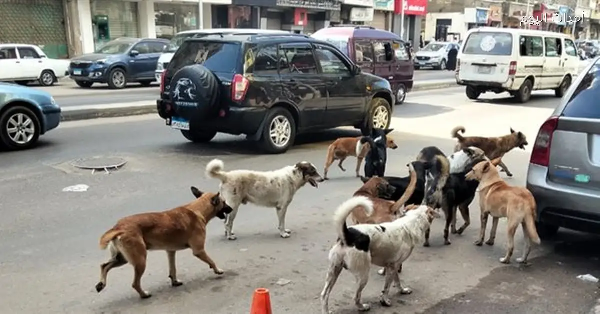 أزمة كلاب الشوارع تتطلب مآوى وحلولا احترافية