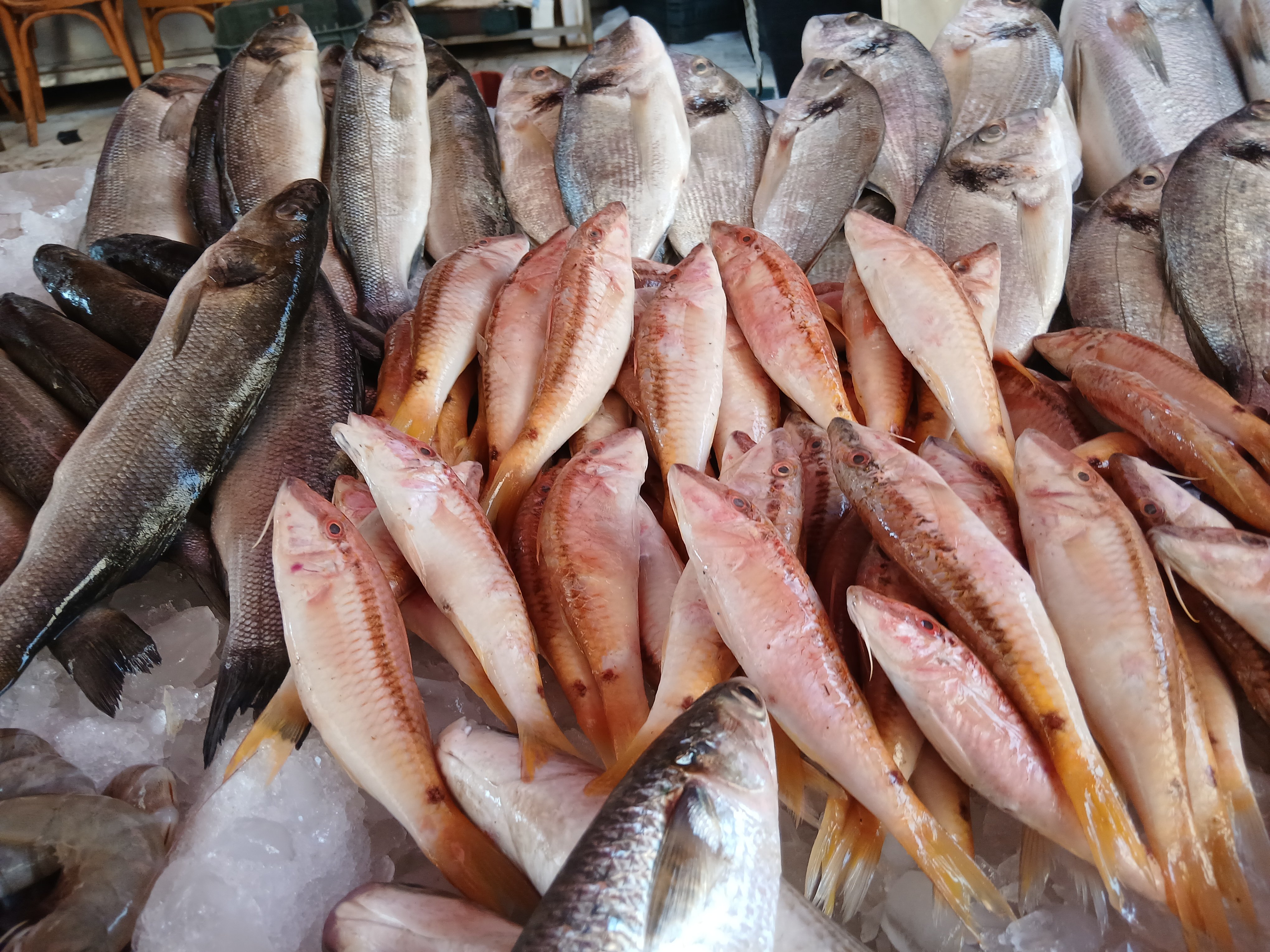 أسماك الإسكندرية أسماك الإسكندرية