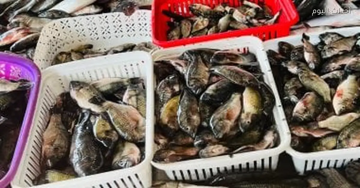 أسعار الأسماك في أسواق مطروح اليوم السبت 27 ديسمبر 2025