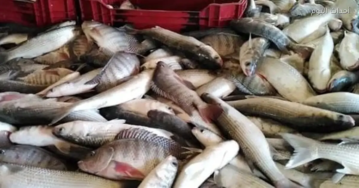 أسعار الأسماك في الأسواق الشعبية غدا الأربعاء 31 ديسمبر 2025