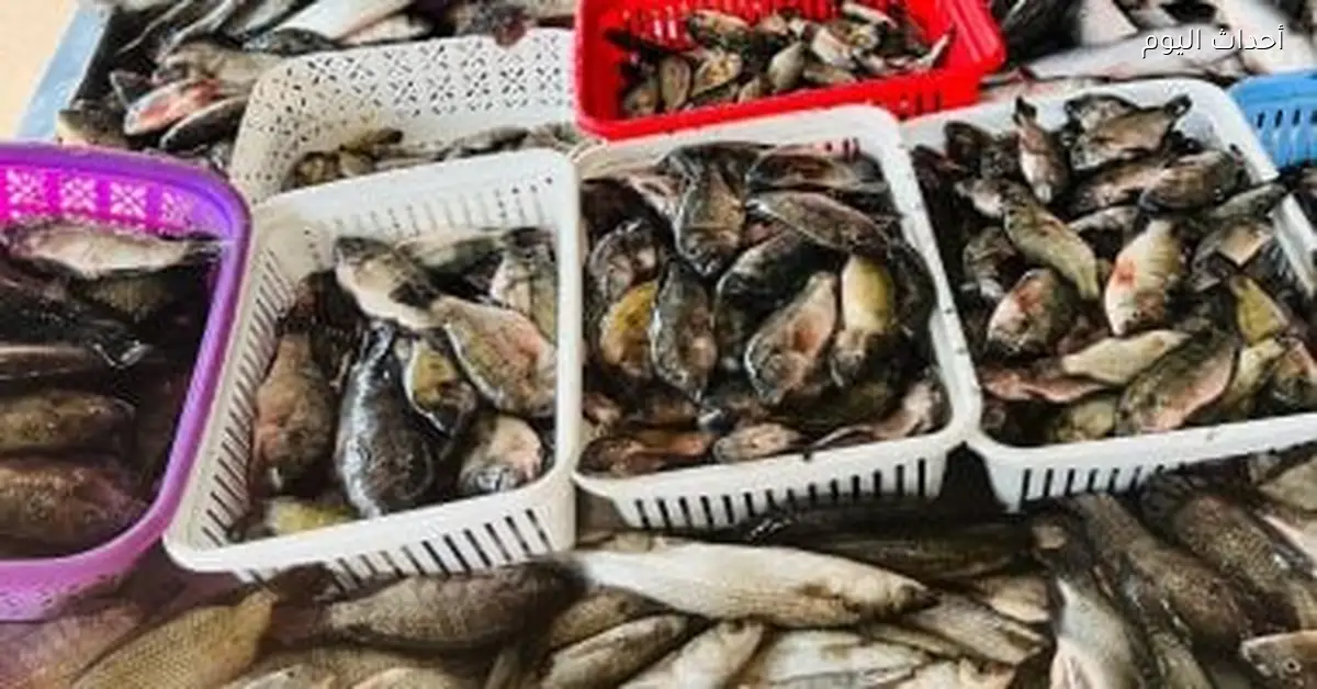 أسعار الأسماك في كفر الشيخ اليوم 17 ديسمبر 2025