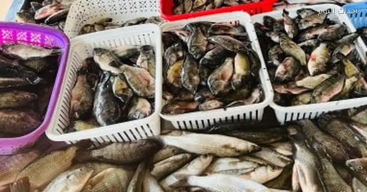 أسعار الأسماك في كفر الشيخ اليوم 28 ديسمبر 2025