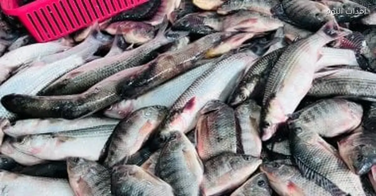 أسعار الأسماك في كفر الشيخ اليوم: البلطى بـ60 جنيها