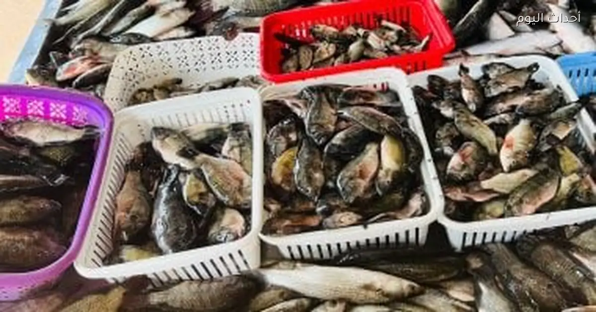 أسعار الأسماك في كفر الشيخ اليوم الخميس 18 ديسمبر 2025