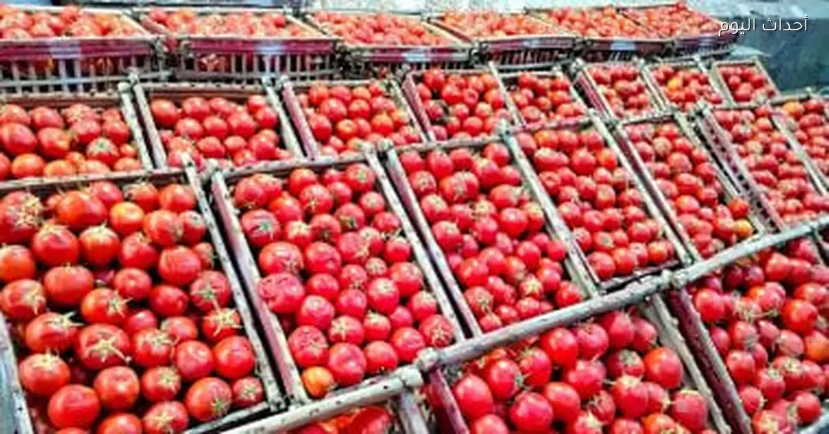 أسعار الخضروات اليوم في أسواق الأقصر تشمل الطماطم بـ5 جنيهات