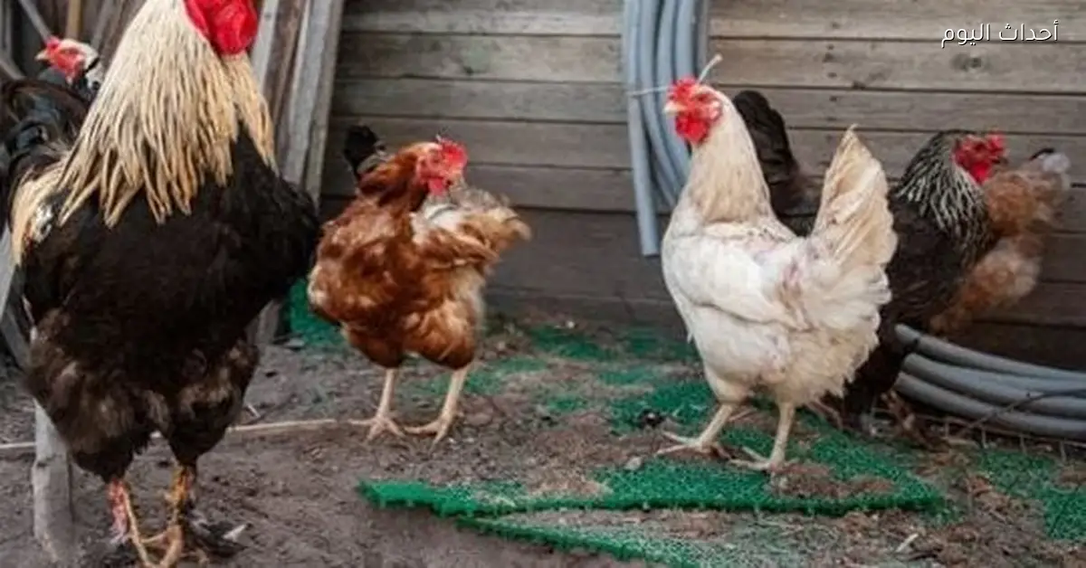 أسعار الدواجن البيضاء والبلدي والساسو في الأسواق والمزارع اليوم