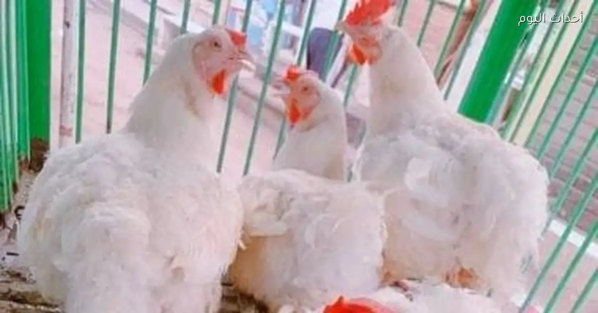أسعار الدواجن في كفر الشيخ اليوم 23 ديسمبر 2025