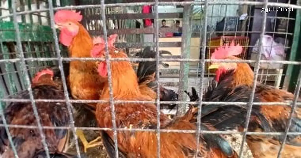 أسعار الدواجن في كفر الشيخ تصل إلى 64 جنيها اليوم الإثنين