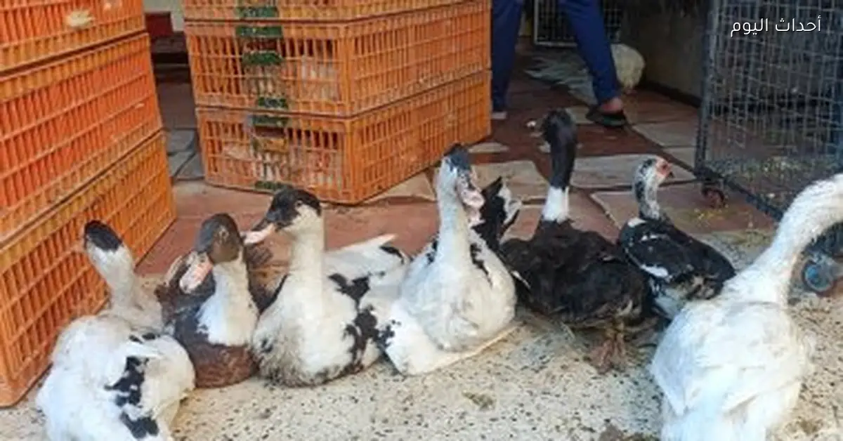 أسعار الدواجن والبط والحمام في الأقصر اليوم 15 ديسمبر 2025