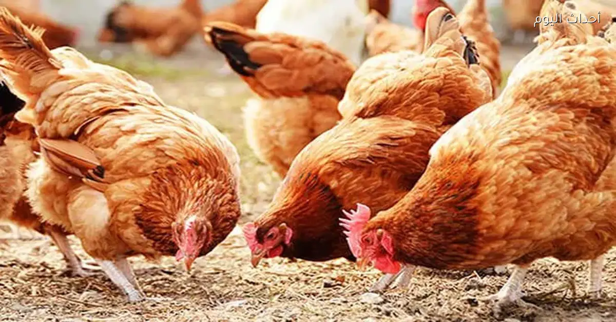 أسعار الدواجن والبيض اليوم الاثنين 15 ديسمبر 2025