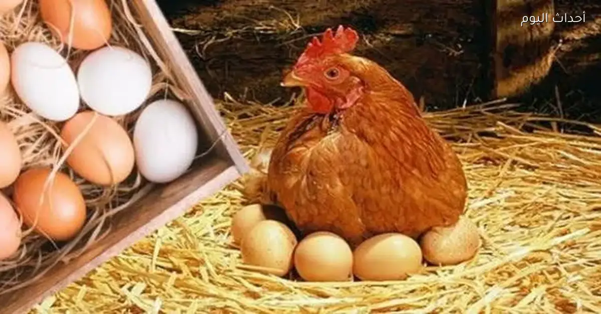 أسعار الدواجن والبيض اليوم الاثنين 29 ديسمبر 2025