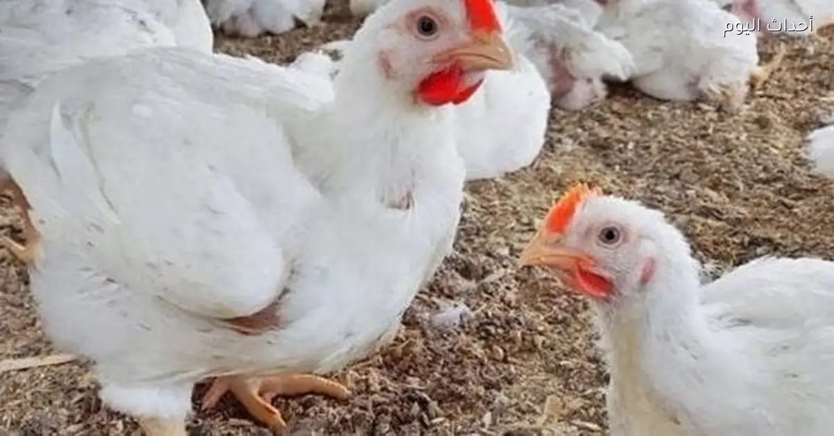 أسعار الدواجن والفراخ والكتاكيت في الأسواق اليوم الجمعة