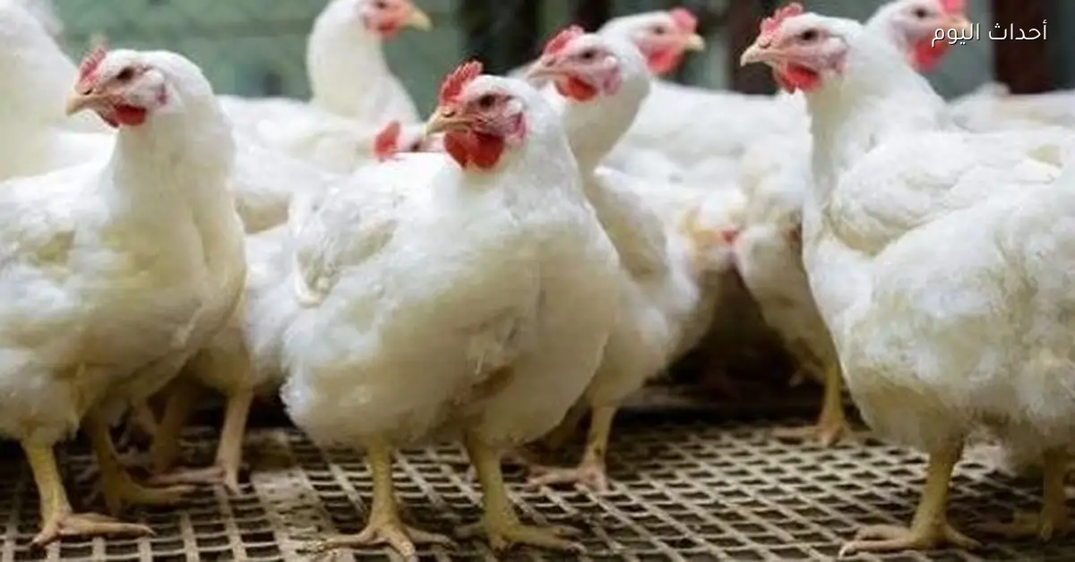 أسعار الفراخ البيضاء في بورصة الدواجن اليوم السبت 27 ديسمبر 2025