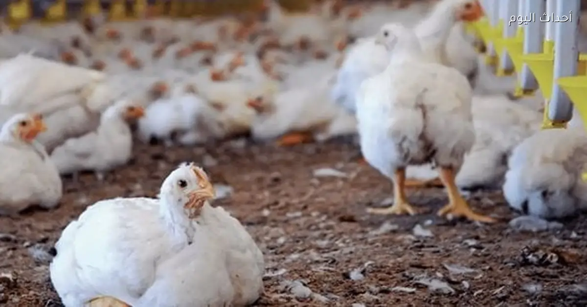 أسعار الفراخ البيضاء والبلدي والساسو في الأسواق والمزارع اليوم الاثنين